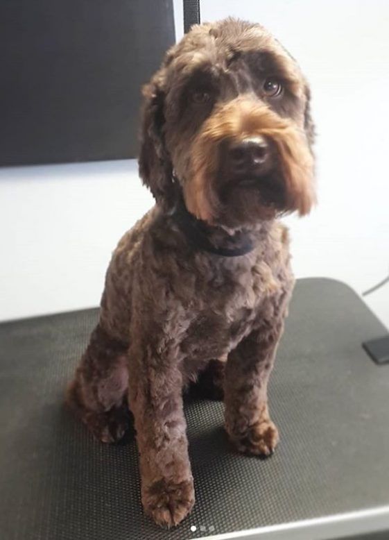 cockapoo new haircut