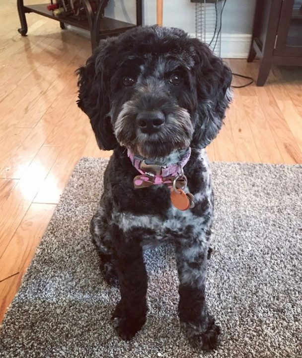  Black and white cockapoo puppy haircut