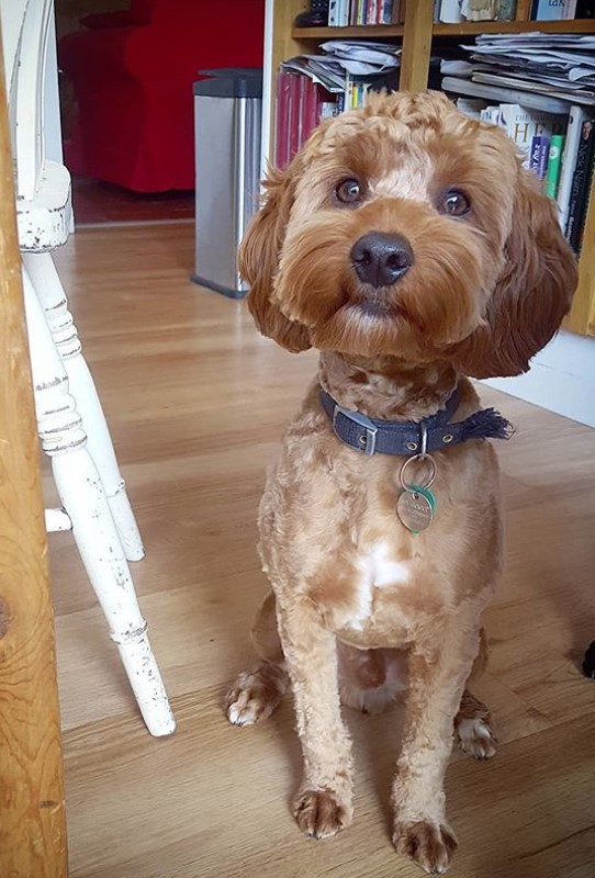 Apricot cockapoo short haircut