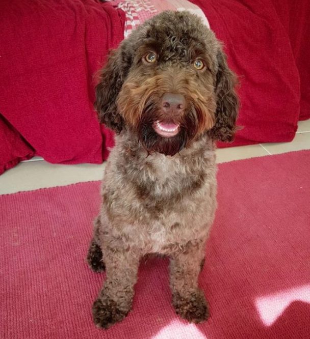 cockapoo new haircut