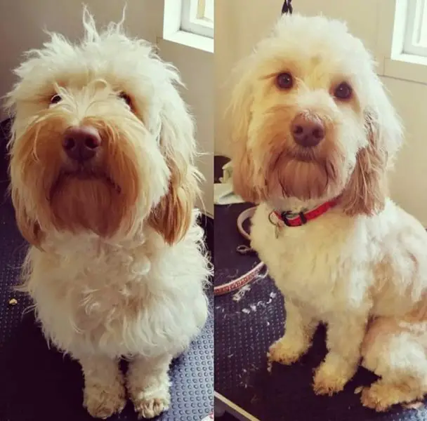 before and after haircut of cockapoo
