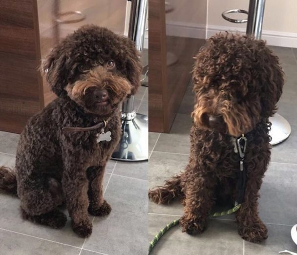 Chocolate cockapoo grooming before and after