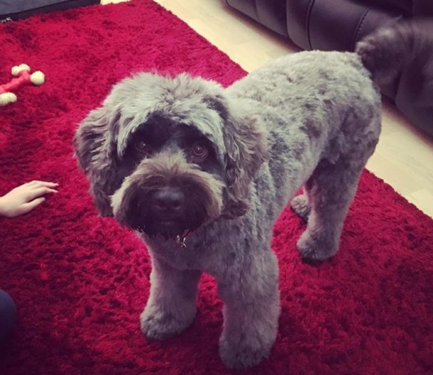 cockapoo new haircut