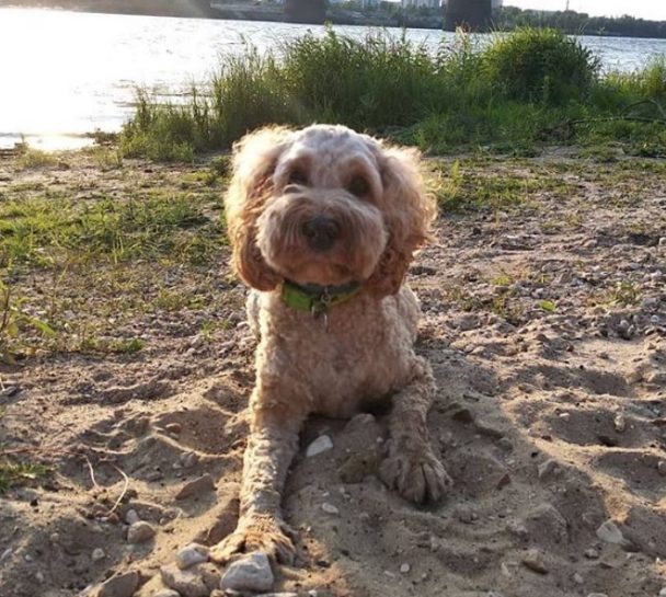 Cockapoo teddy bear cut