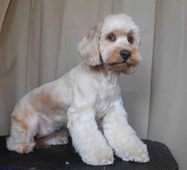 cockapoo haircut