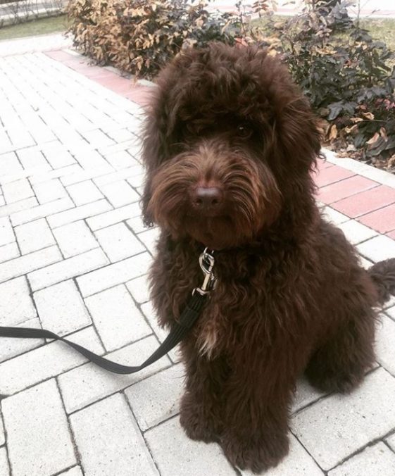 Chocolate cockapoo new haircut