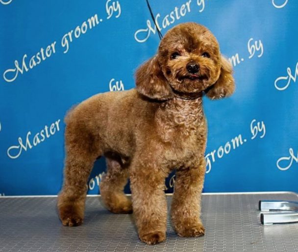 Brown miniature cockapoo teddy bear new hair cut