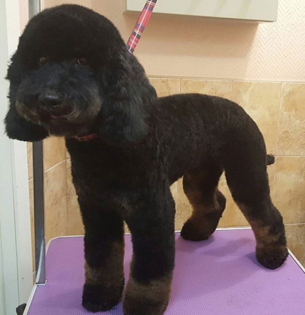 Black cockapoo teddy bear cut