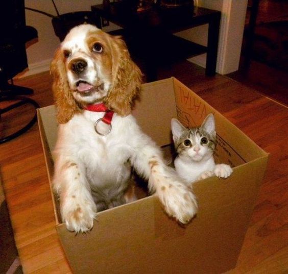 Cocker Spaniel inside the cardboard box with a cat