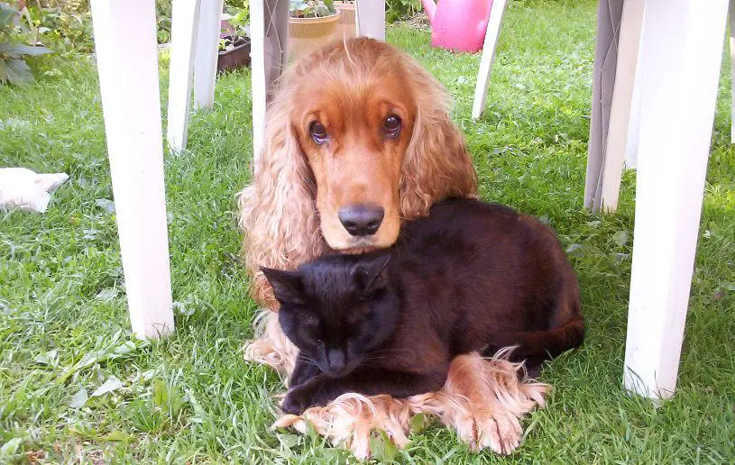 Cocker Spaniel lying on the green grass under the table with a black cat sleeping on top of his arms