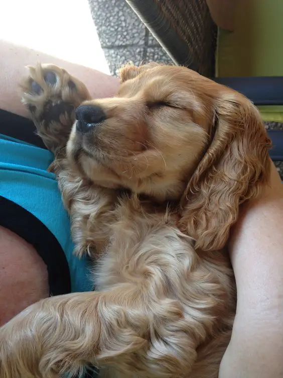 Cocker Spaniel puppy sleeping in the arms of a man