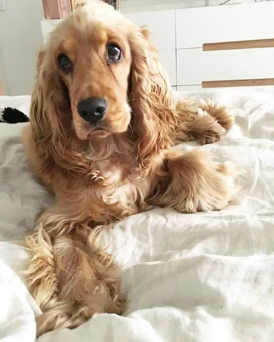 Cocker Spaniel lying down on the bed