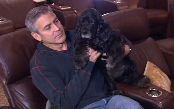 George Clooney sitting on the couch with his Cocker Spaniel