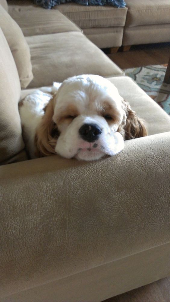 Cocker Spaniel puppy sleeping on the couch