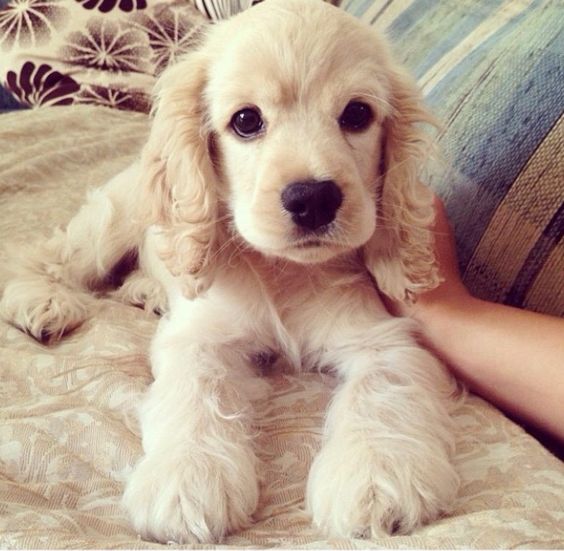 Cocker Spaniel puppy lying on the couch