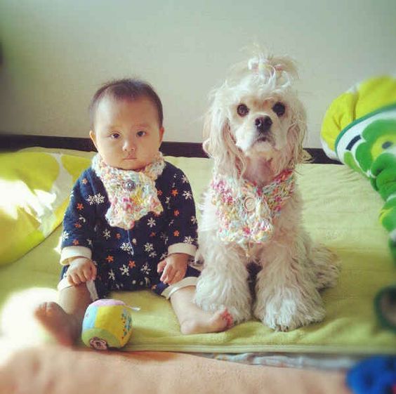 Cocker Spaniel sitting on the bed with a kid