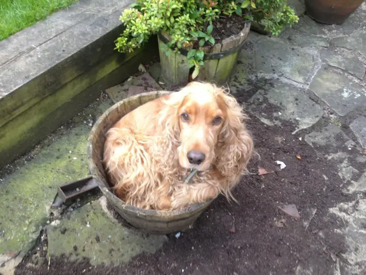 Cocker Spaniel curled up inside a bucket in the garden