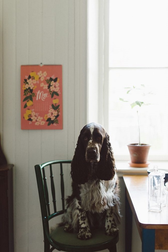 Cocker Spaniel sitting on the chair with its sad face