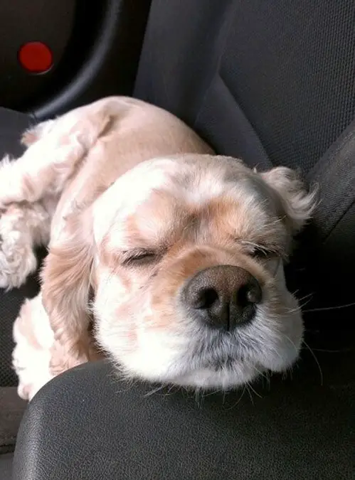 Cocker Spaniel puppy resting its head on top of the car seat's arm
