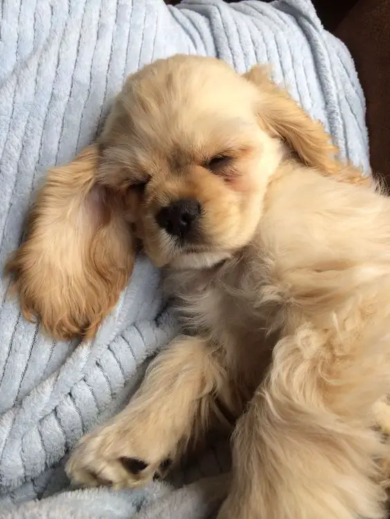 Cocker Spaniel puppy sleeping soundly on the bed