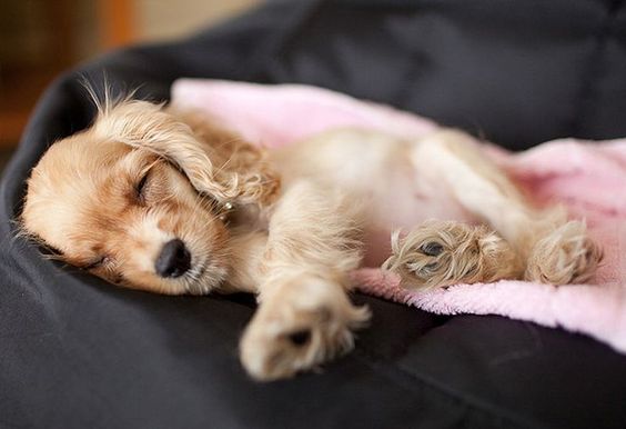 Cocker Spaniel puppy lying on its side sleeping on its bed