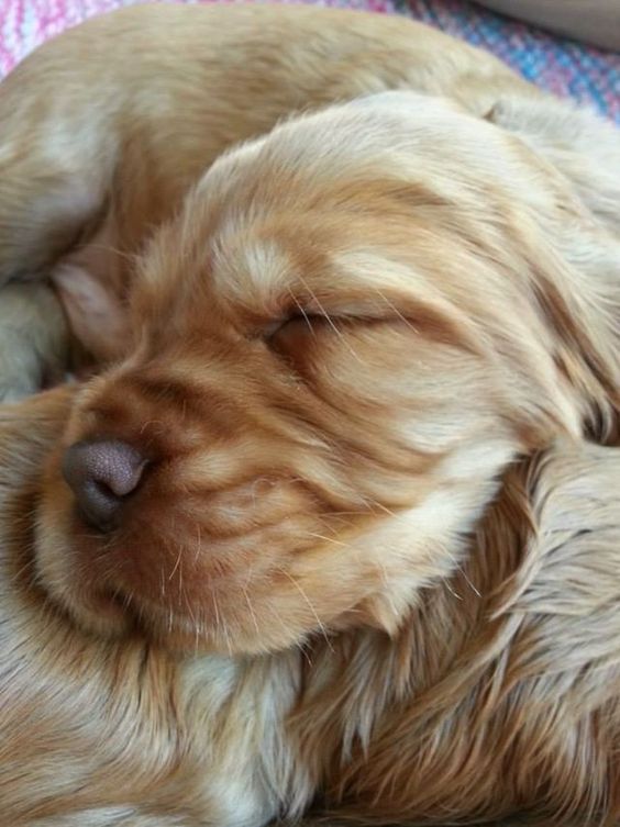 Cocker Spaniel puppy curled up sleeping