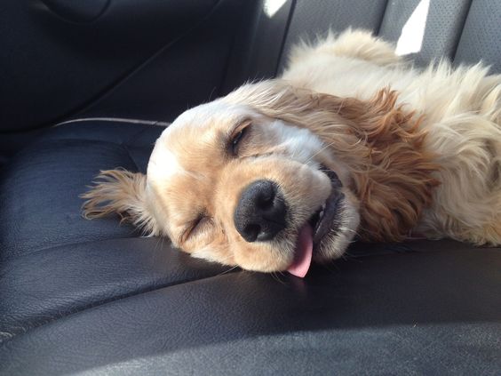 Cocker Spaniel sleeping on the car seat