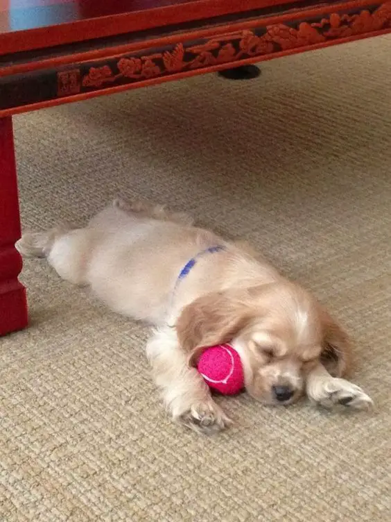 Cocker Spaniel lying down on the floor sleeping with its ball