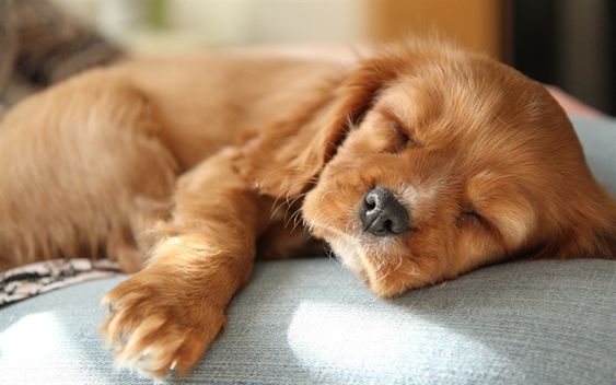 Cocker Spaniel puppy sleeping soundly on the couch