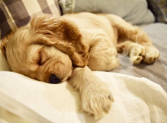 Cocker Spaniel puppy sleeping on the couch