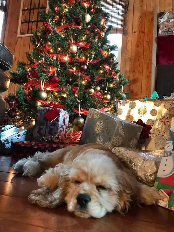 Cocker Spaniel lying on the floor sleeping with gifts and a christmas tree behind