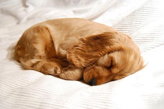 Cocker Spaniel puppy curled up sleeping on the bed