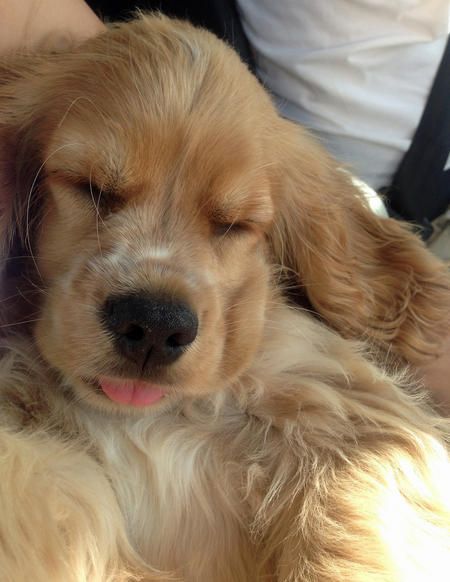 Cocker Spaniel puppy with its small tongue sticking out