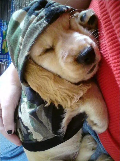 Cocker Spaniel puppy sleeping on its owner's chest