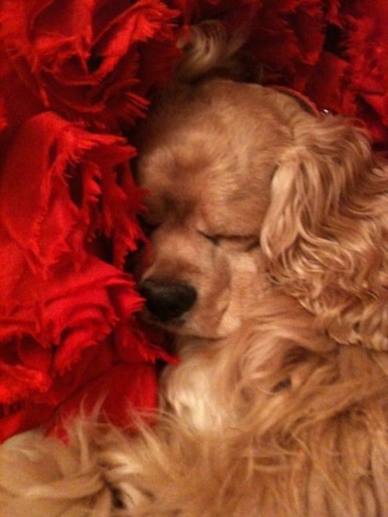 Cocker Spaniel puppy sleeping on a fluffy red bed