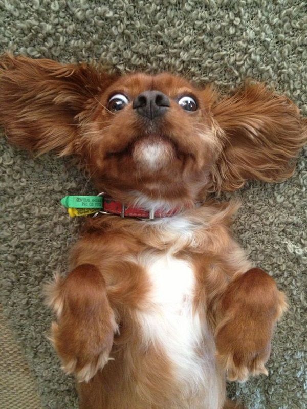 Cocker Spaniel lying on its back on the floor with its ears spread and wide eyes