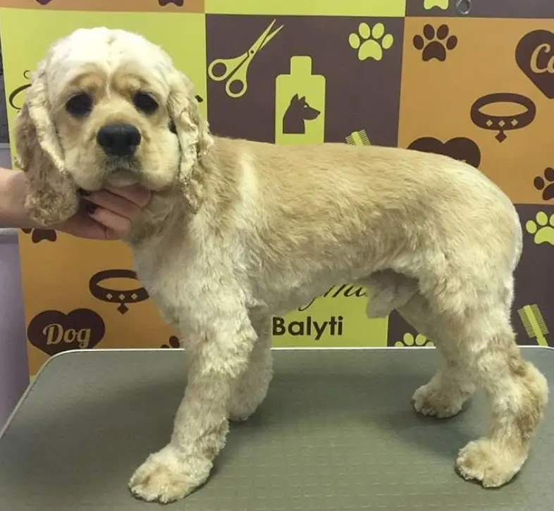 cocker spaniel with moderate cut standing on a table