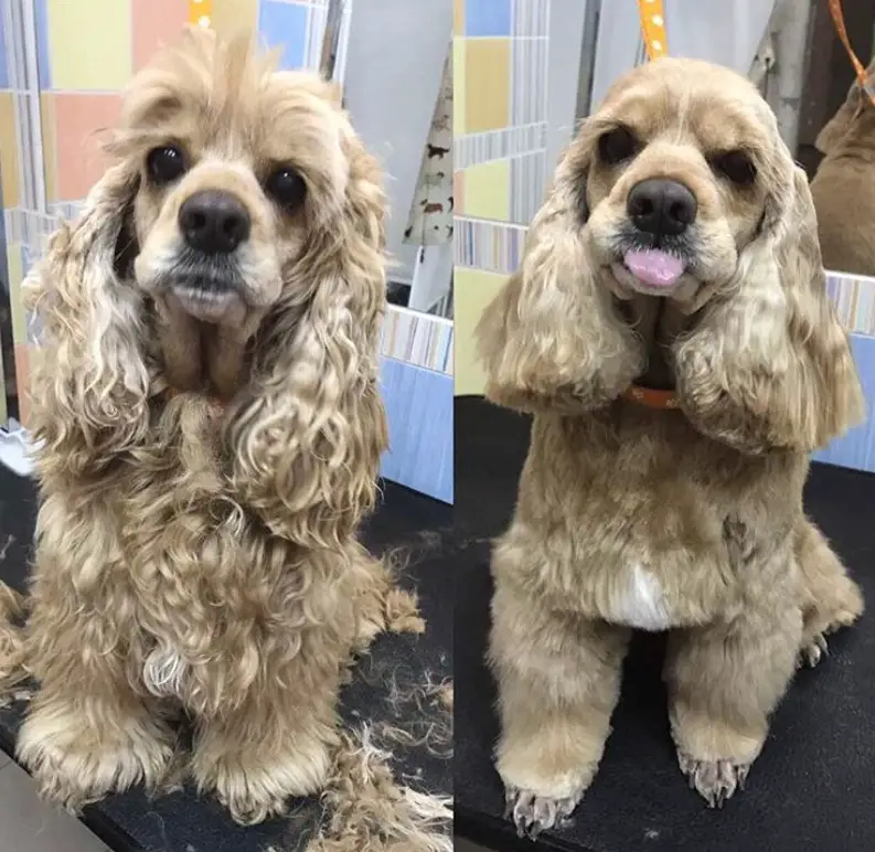 A before and after pic of a cocker spaniel with curly long fur