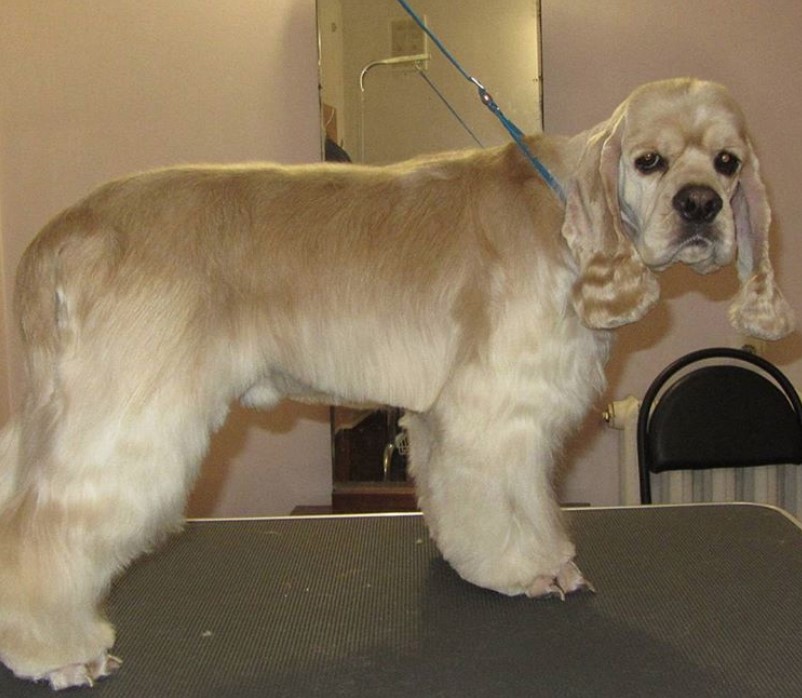 blonde cocker spaniel with long straight shiny hair around its body but with a curly hair on its ears