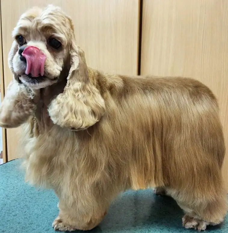 licking its nose cocker spaniel with long straight hair that's just enough not to drag on the ground, its ears are curly and long