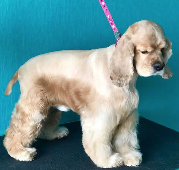 cocker spaniel with neat haircut but leaving a moderate hair on its belly down to its legs
