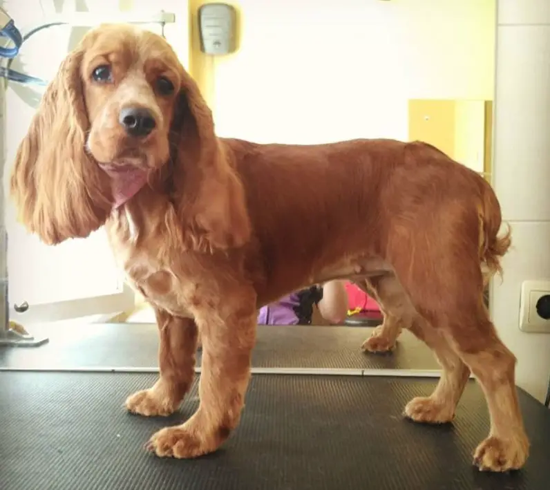 20 Best Cocker Spaniel Haircuts For Your Puppy The Paws