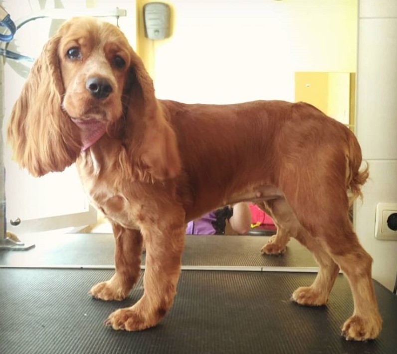 Cocker Spaniel haircut with body coat cut short and long hair on ears