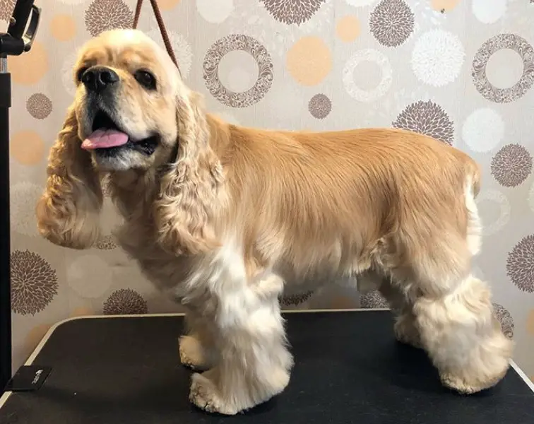 happy cocker spaniel with moderate length coat and curly hairs on its ears