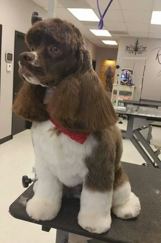 cocker spaniel with big hair tassels and fluffy toes