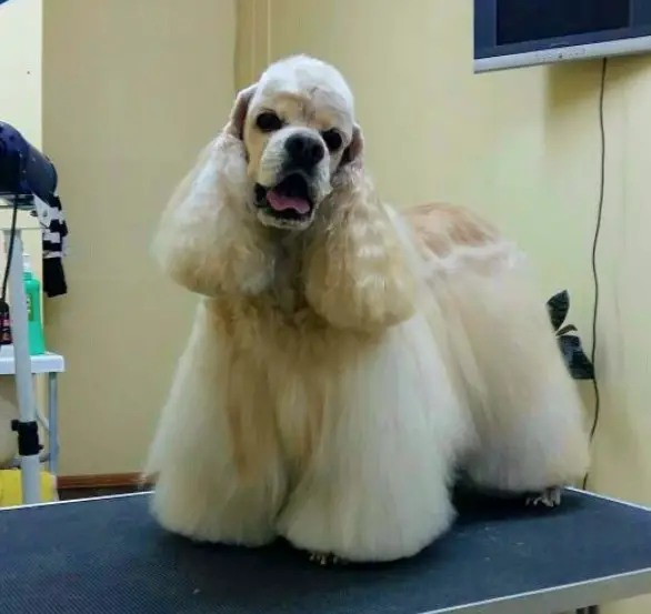 White cocker spaniel with volumed long hair all over its body and ears