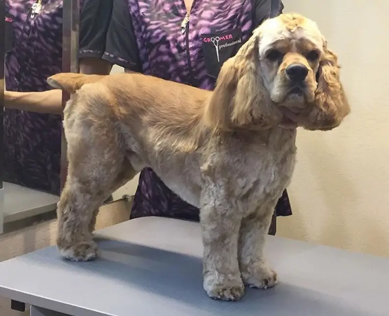 cocker spaniel with a medium length fluffy hairs on its body, and most especially its ears