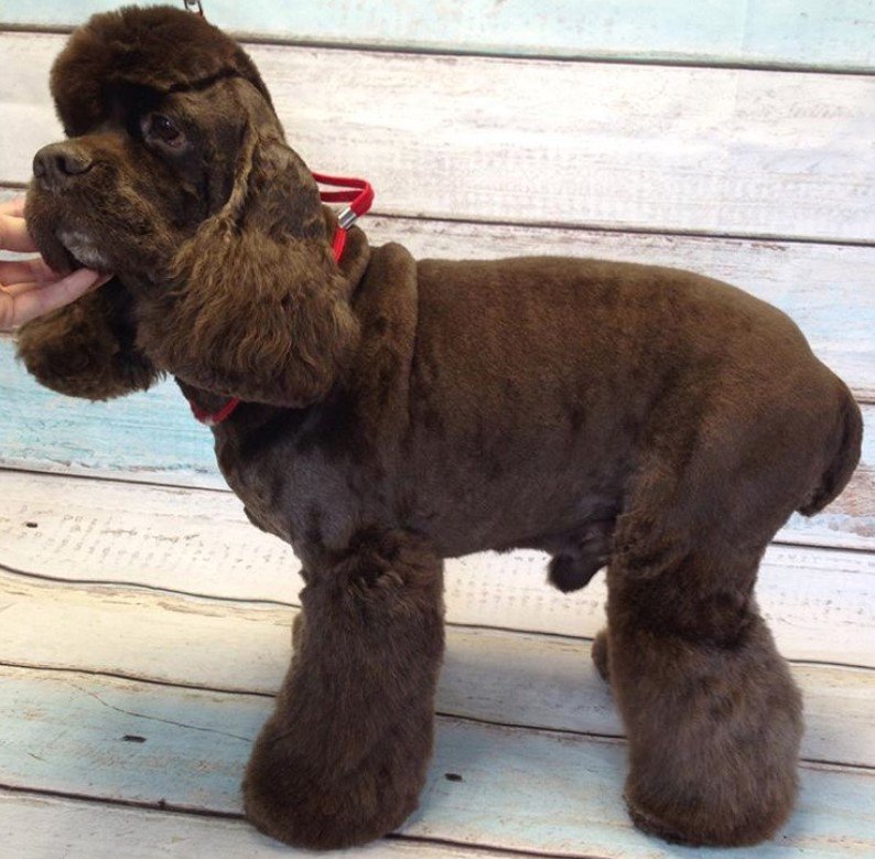 chocolate brown dog with longer hair on its legs and a fluffy ears