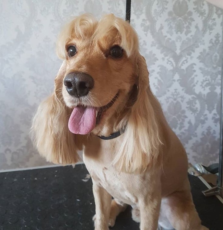 cocker spaniel with bangs and ears with long hair making it look like a pony tail