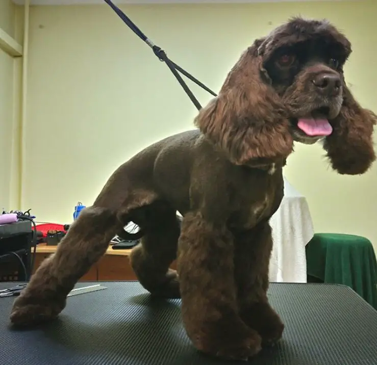 chocolate brown cocker spaniel with neat coat but longer fur on its legs and ears